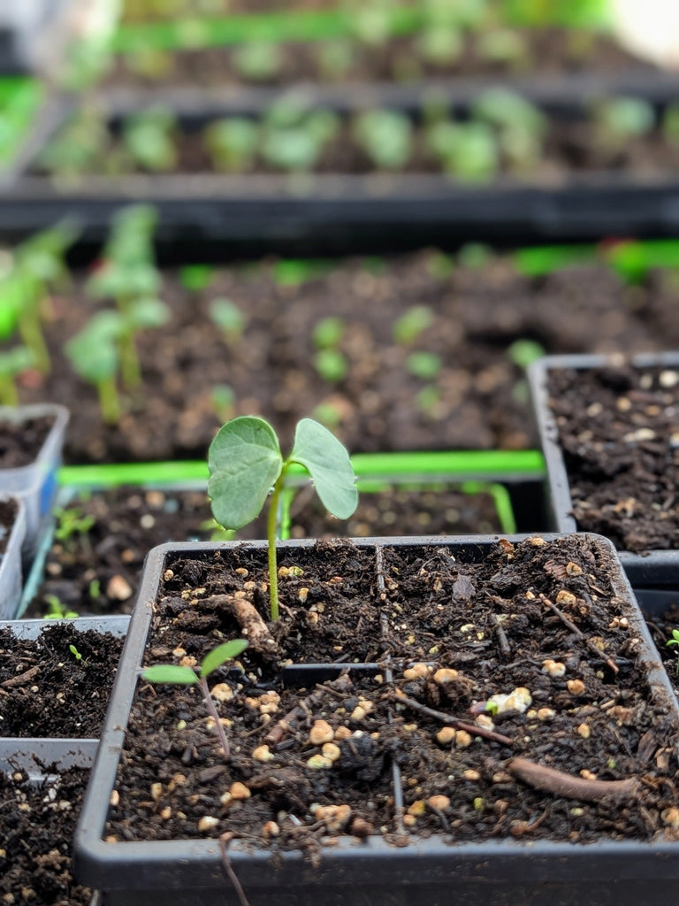 Caring for Your Baby Dye Plant