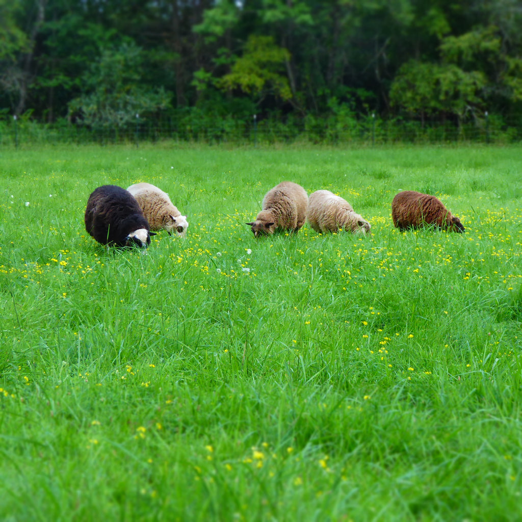 Flock Integration: Barnyards And Schoolyards