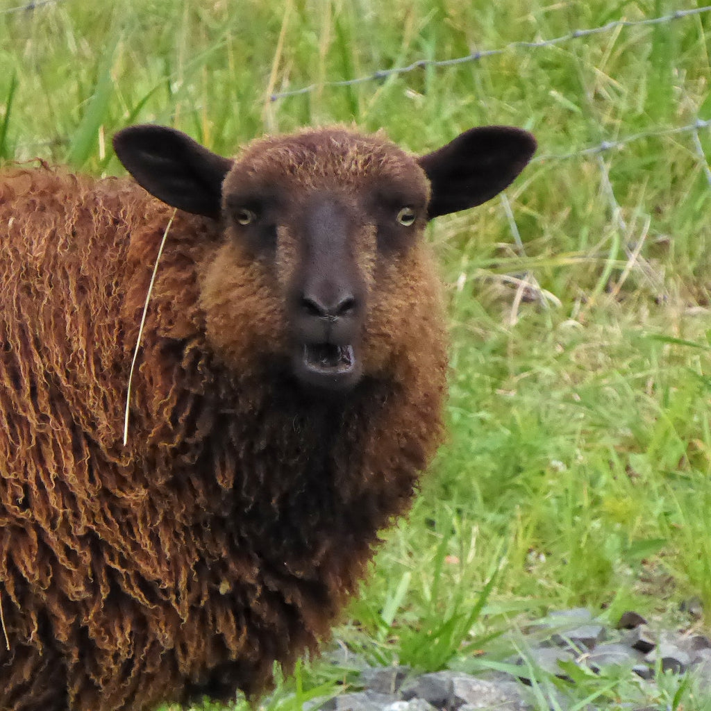 How To Tame Your Lamb