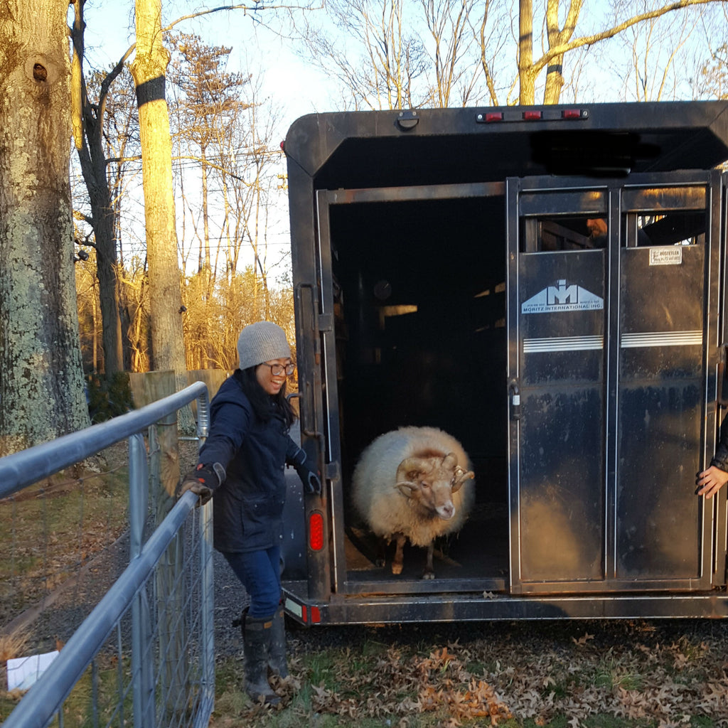 Gearing up for Lambing 2019